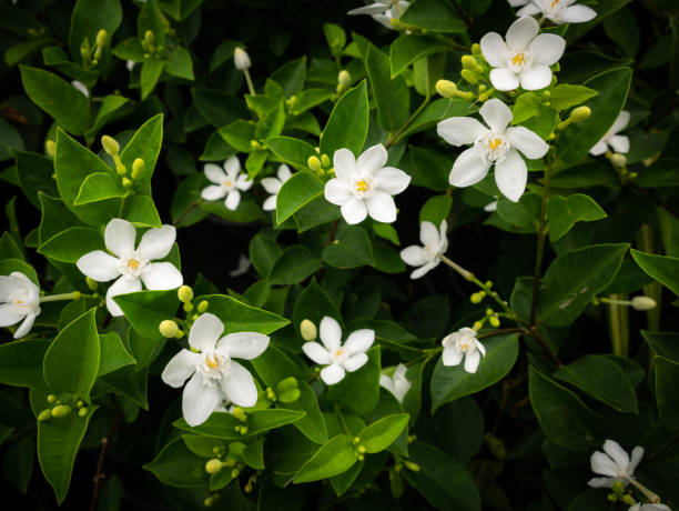 gardenia flores floreciendo - gardenia fotografías e imágenes de stock