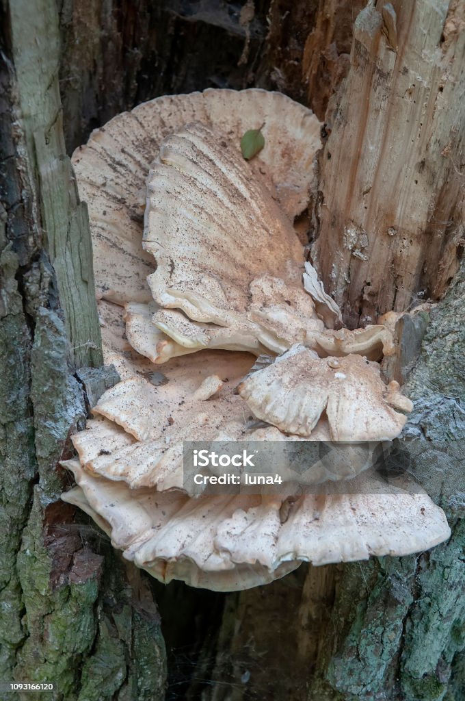 mushrooms on the tree trunk tinder fungus on the tree trunk Brown Stock Photo