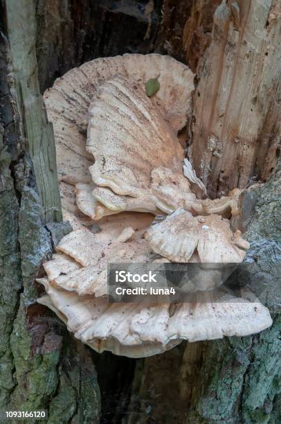 Mushrooms On The Tree Trunk Stock Photo - Download Image Now - Brown, Forest, Germany