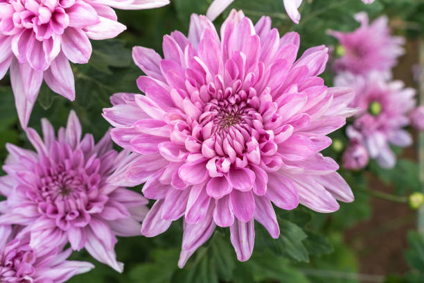 istock Purple Chrysanthemum is blooming. 1093166658