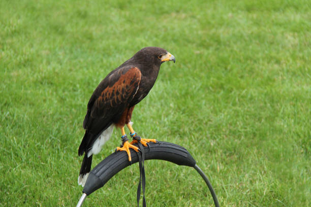 harris hawk vogel. - harris hawk hawk bird of prey bird stock-fotos und bilder