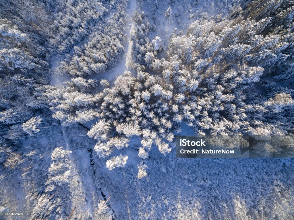 Luftaufnahme: Wald bedeckte im Tiefschnee - Lizenzfrei Ansicht aus erhöhter Perspektive Stock-Foto