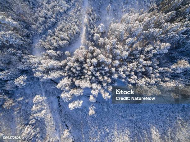 Luftaufnahme Wald Bedeckte Im Tiefschnee Stockfoto und mehr Bilder von Ansicht aus erhöhter Perspektive - Ansicht aus erhöhter Perspektive, Abenteuer, Baum