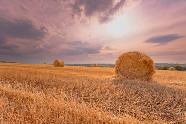 istock Hay bales under a cloudy sunset sky on a harvested wheat field. 1093175604