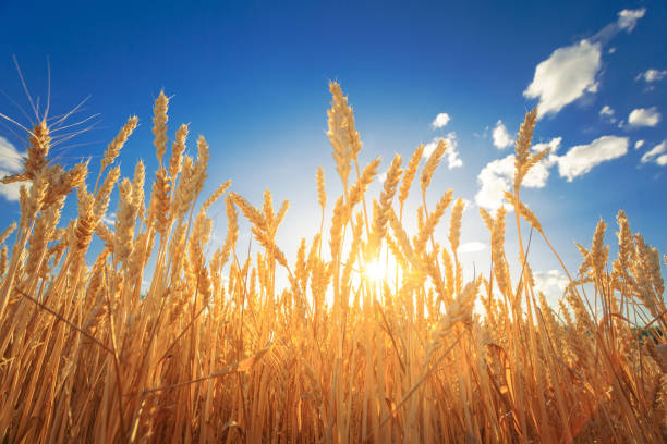 istock Sunlight through the wheat ears on a field against sunset sky. 1093175658