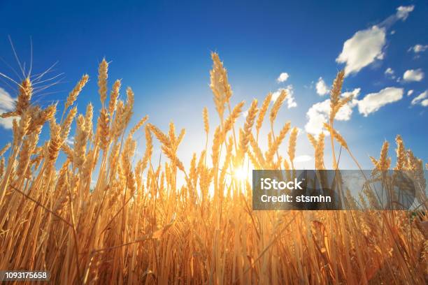 Солнечный Свет Через Пшеничные Уши На Поле На Фоне Закатного Неба — стоковые фотографии и другие картинки Пшеница