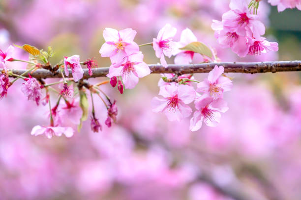 istock Beautiful cherry blossoms sakura tree bloom in spring over the garden, copy space, close up. 1093175798