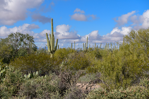 Saguaro National Park, Tucson USA