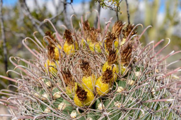 saguaro cactus - brittlebush foto e immagini stock