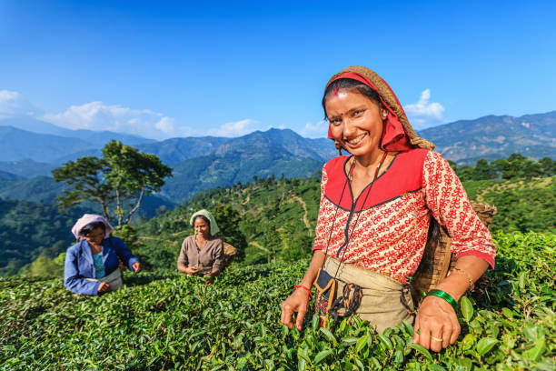 istock Indian pickers plucking tea leaves in Darjeeling, India 1093176416