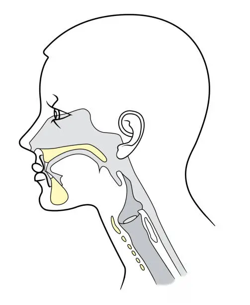 Vector illustration of The structure of the nasopharynx