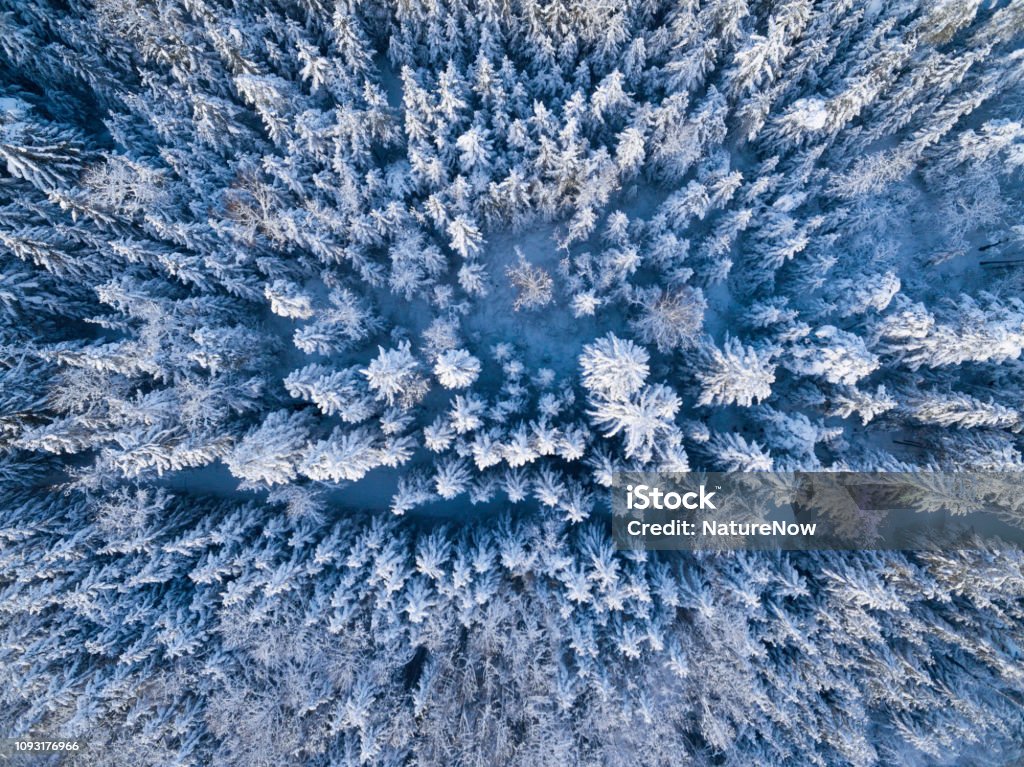 Luftaufnahme: Wald bedeckte im Tiefschnee - Lizenzfrei Baum Stock-Foto