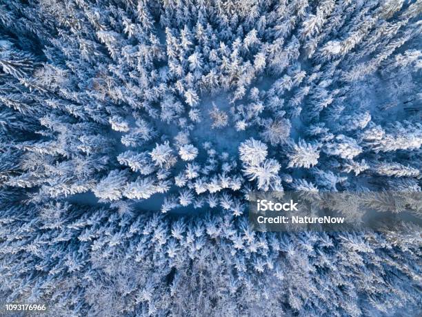 Luftaufnahme Wald Bedeckte Im Tiefschnee Stockfoto und mehr Bilder von Baum - Baum, Luftaufnahme, Tiefschnee