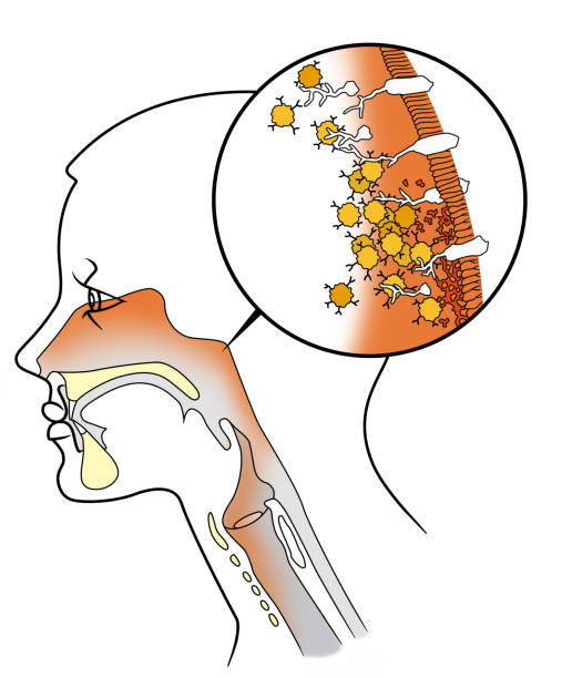 структура вируса носового гриппа - nasopharynx stock illustrations