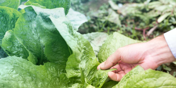 istock Farmer in his vegetable garden 1093182754