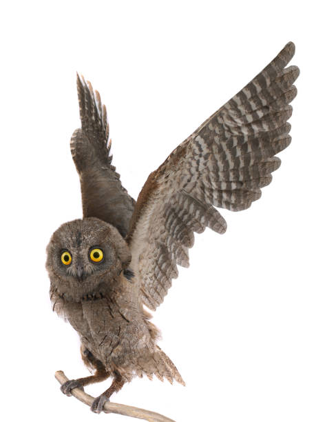 istock owl on a tree branch with licentious wings 1093184492