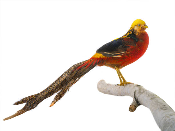 istock portrait pheasant gold is isolated on a white 1093184494