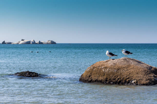 istock Two seagulls on a rock at the beach - Image 1093184506