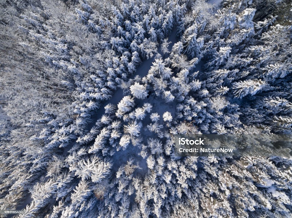Luftaufnahme: Wald bedeckte im Tiefschnee - Lizenzfrei Abenteuer Stock-Foto