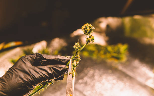 istock Marijuana plants close-up indoor growing. 1093187190