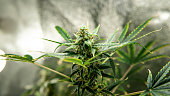 medizinisches-marihuana-neuigkeiten-in-der-welt.jpg?b=1&s=170x170&k=20&c=NAvYD3Ya39cQc-2CwZRUYfr31zTuwLHN4TDB57MHBJ8=