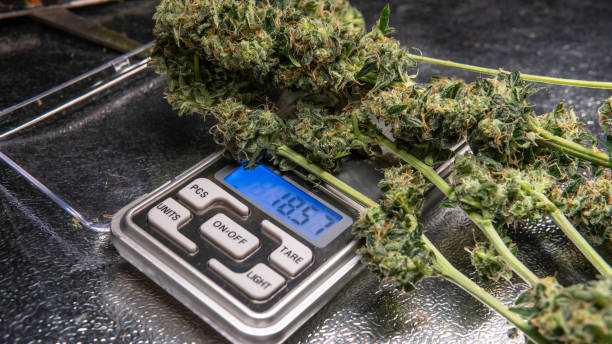 istock Recreational marijuana strain. Sativa THC harvest in details. 1093187368