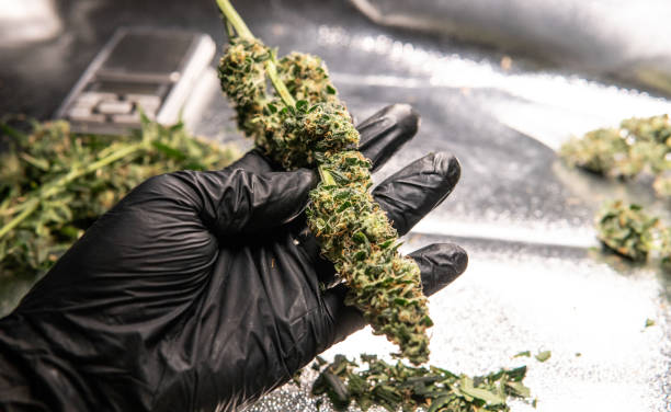 istock Fresh marijuana buds in mans hands. Fresh cannabis harvest 1093187382