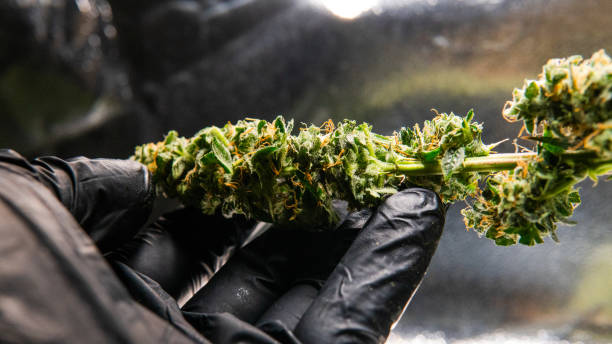 istock Fresh marijuana buds in mans hands. Fresh cannabis harvest 1093190074