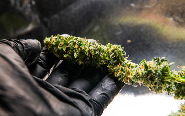 istock fresh cannabis harvest for medical use. USA marijuana plans 1093190076
