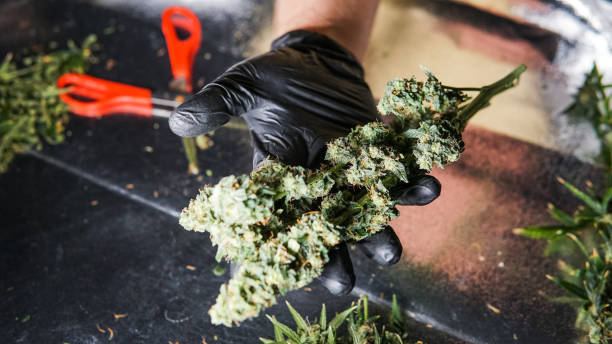 istock New medical strains of marijuana. 1093190080
