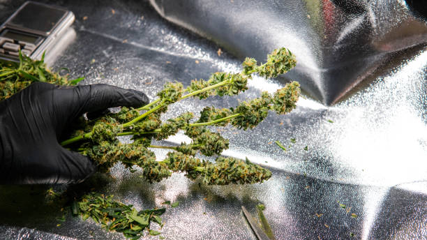 istock Fresh marijuana buds in mans hands. Fresh cannabis harvest 1093190086