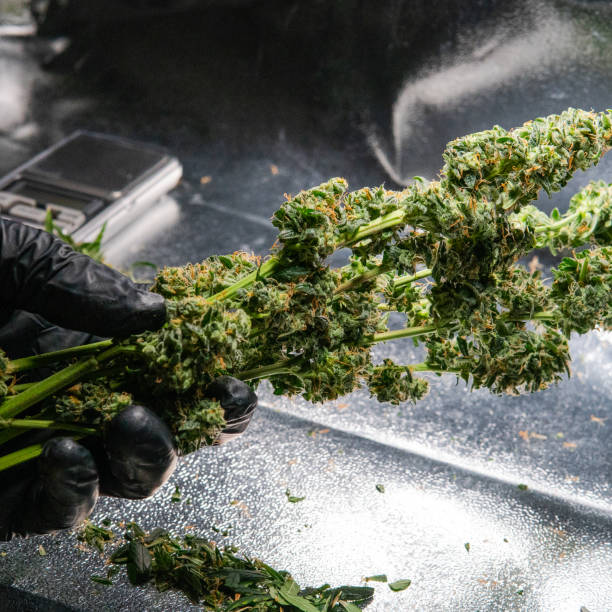 istock Fresh marijuana buds in mans hands. Fresh cannabis harvest 1093190092