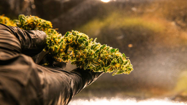 istock Recreational marijuana strain. Sativa THC harvest in details. 1093190094