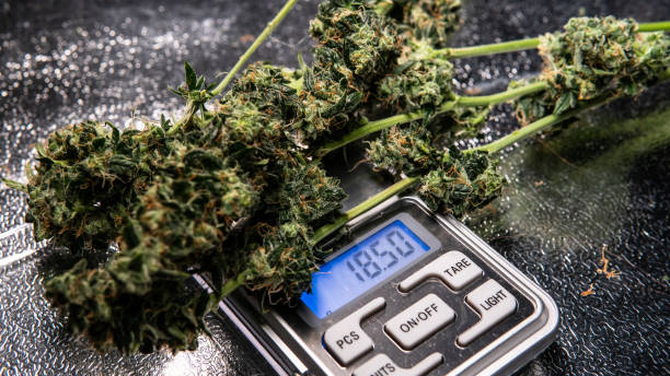 istock fresh cannabis harvest for medical use. USA marijuana plans 1093190096