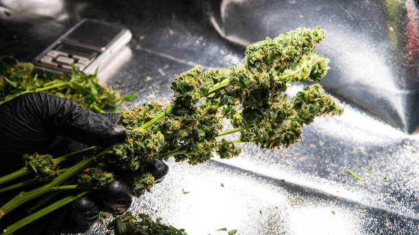 istock Recreational marijuana strain. Sativa THC harvest in details. 1093190102