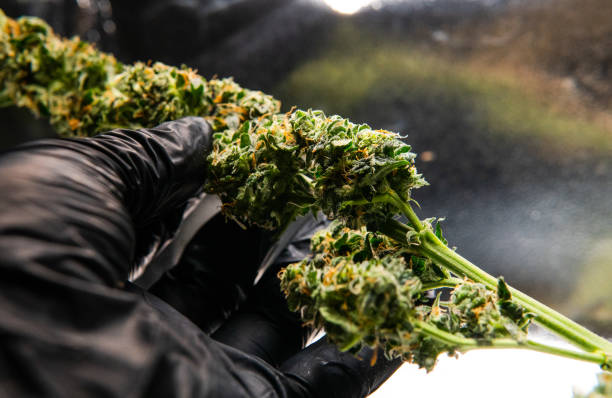 istock Marijuana plants close-up indoor growing. 1093190132