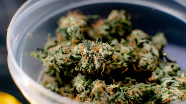 istock Recreational marijuana strain. Sativa THC harvest in details. 1093190168