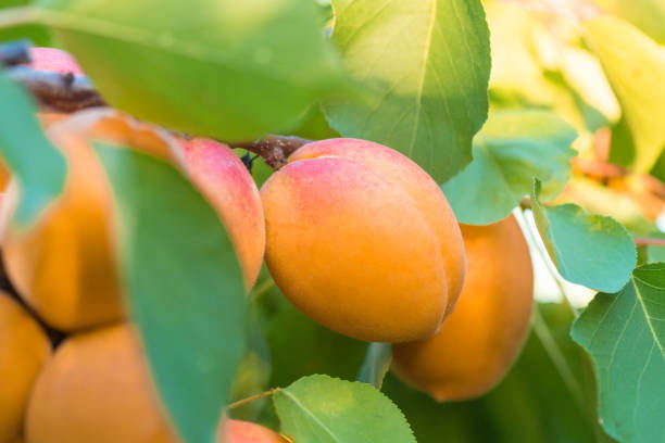 istock Fresh, organic, ripe apricots on the tree branches at orchard. 1093192308