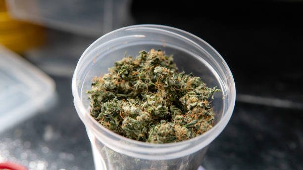 istock Recreational marijuana strain. Sativa THC harvest in details. 1093194506