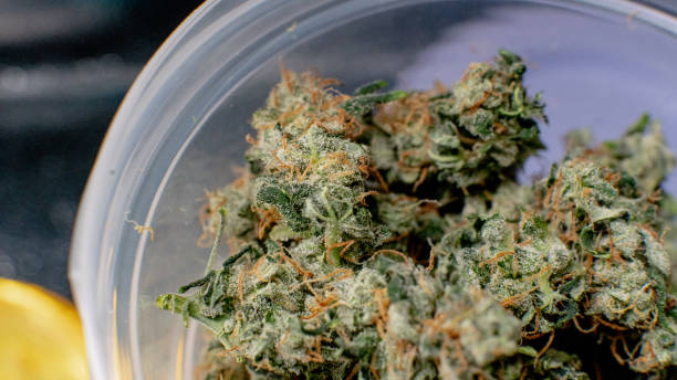 istock Recreational marijuana strain. Sativa THC harvest in details. 1093194518