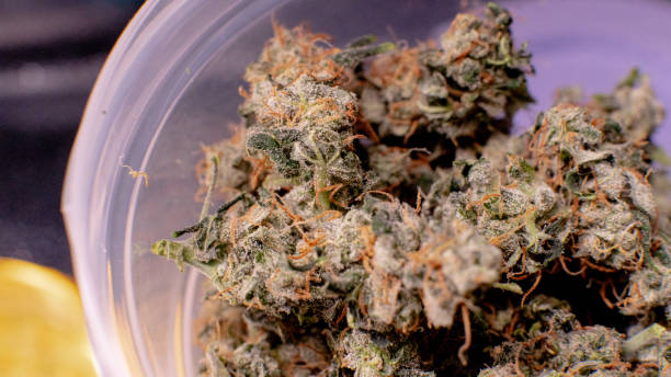 istock New medical strains of marijuana. 1093194532
