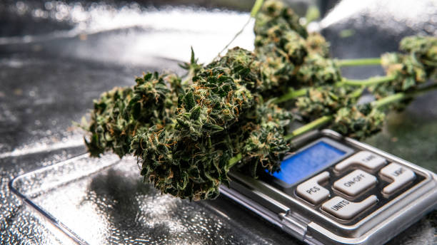 istock Recreational marijuana strain. Sativa THC harvest in details. 1093194598