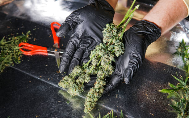 istock Fresh marijuana buds in mans hands. Fresh cannabis harvest 1093194608