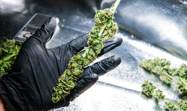 istock Fresh marijuana buds in mans hands. Fresh cannabis harvest 1093194614