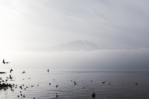 Lake Geneva, foggy mountains and birds in Montreux