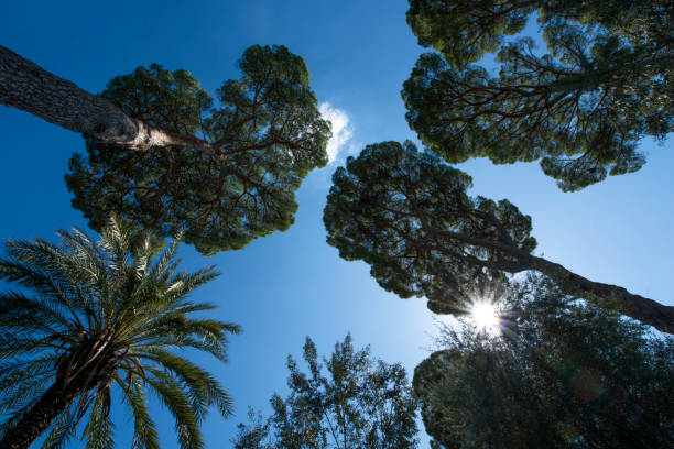 Rome, Italy, The pines of Villa Torlonia Rome, Italy, Some of the trees that are inside the park of Villa Torlonia. albero stock pictures, royalty-free photos & images