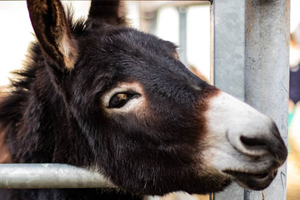 istock Funny black donkey head portrait 1093197096