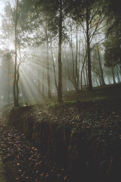 istock green trees in the forest in the mountain 1093197416