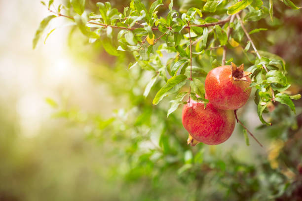나무에 잘 익은 석류 - pomegranate pomegranite tree tree leaf 뉴스 사진 이미지