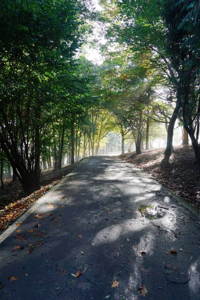 istock green trees in the forest in the mountain 1093199282